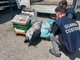 Controlli al mercato ittico di Formia, sequestrati 255 chili di prodotti. Sanzioni per 13mila euro