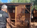 Sonnino, allarme randagismo: intensificati i controlli delle guardie zoofile