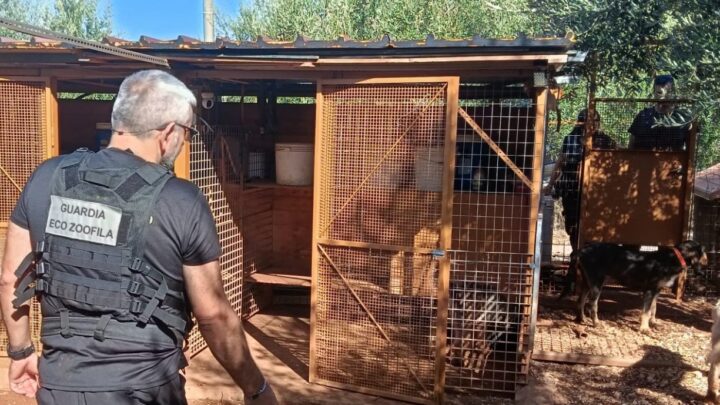 Sonnino, allarme randagismo: intensificati i controlli delle guardie zoofile